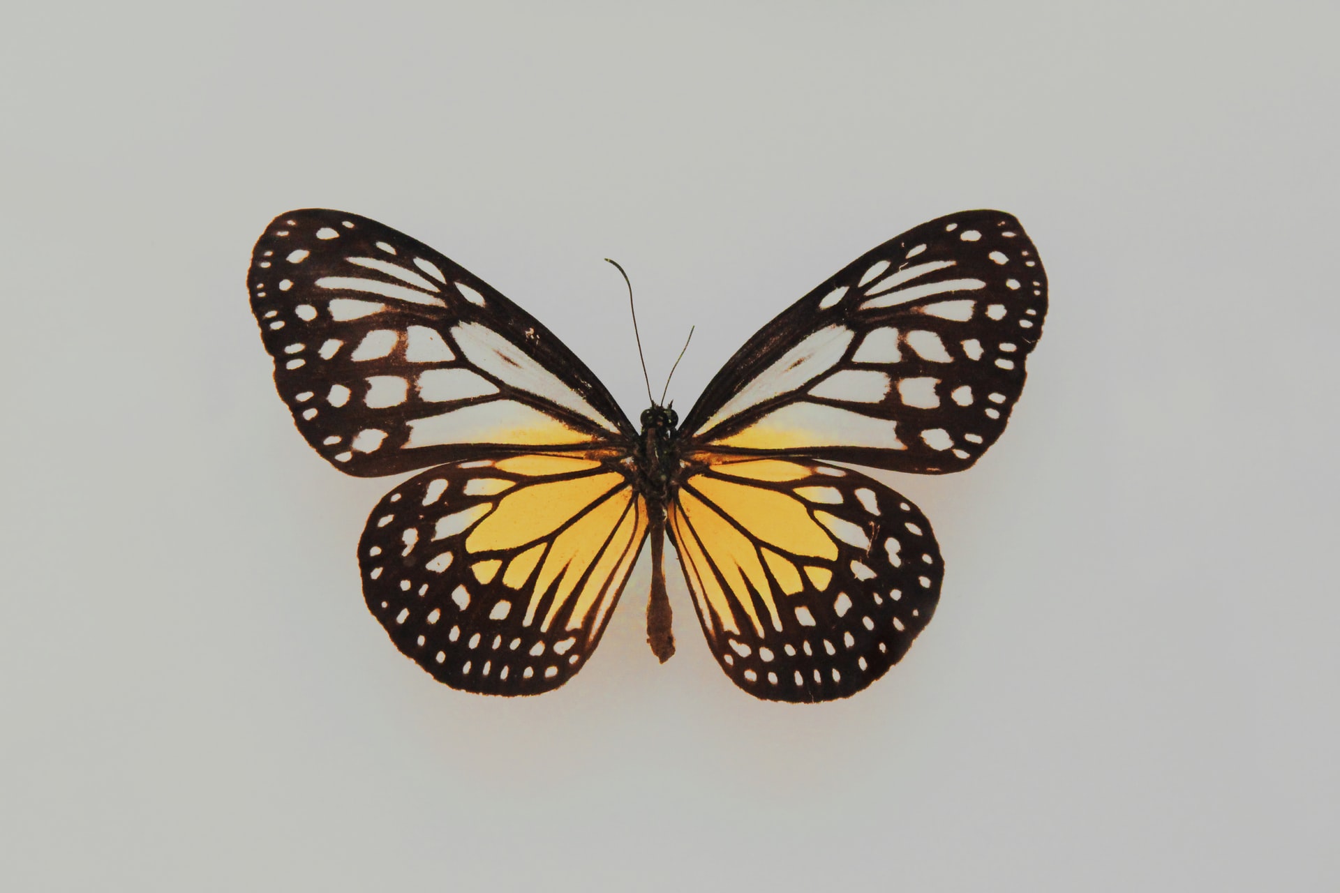 Butterflies - Wallpaper